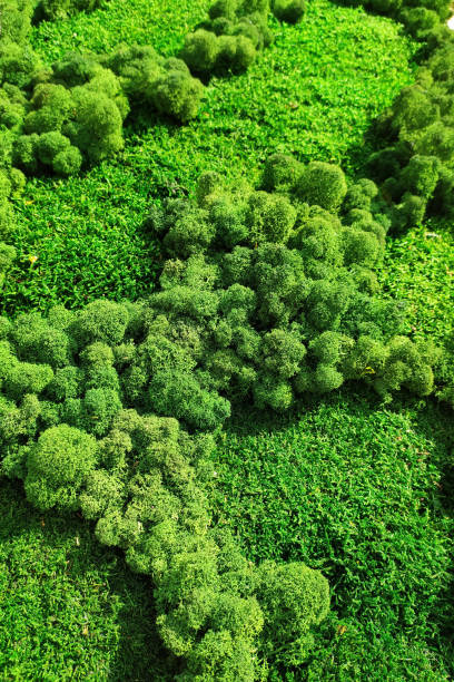 istock wall of green stabilized moss 1299828194