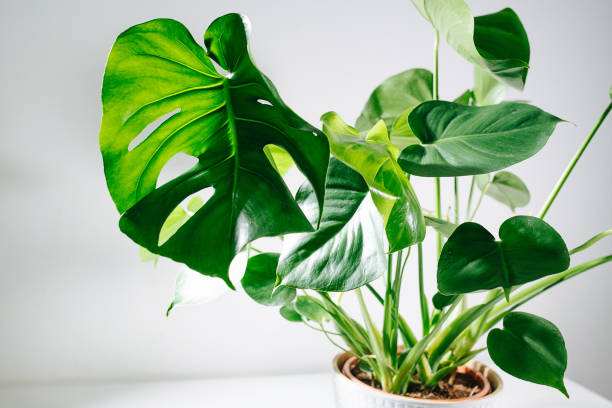 istock Monstera in a pot on a table. Top leaf is holed, small ones are intact 1299828256