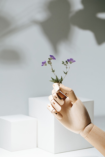 Wooden hand holding wild violet flower in front of two white cubes and a white wall with a shadow of big leaves of monstera plant.