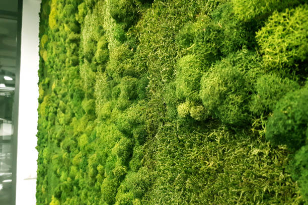 istock green preserved moss for decor in the office on the wall 1299829016
