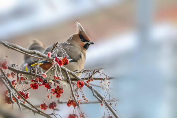 istock Waxwing (Bombycilla garrulus) on a branch of crabapple tree feeding 1299832315