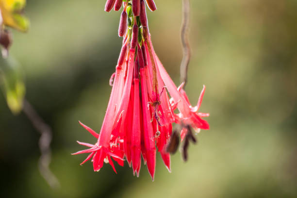 istock Fuchsia boliviana Career 1299833305