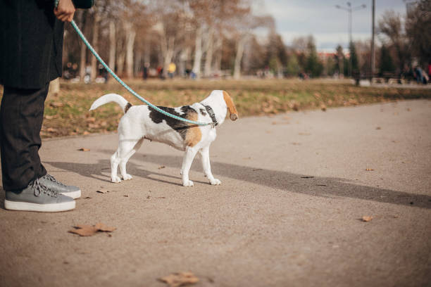 istock Beagle on a leash that holds his owner 1299833408