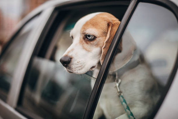 istock Beagle sticking head out through car window 1299834307