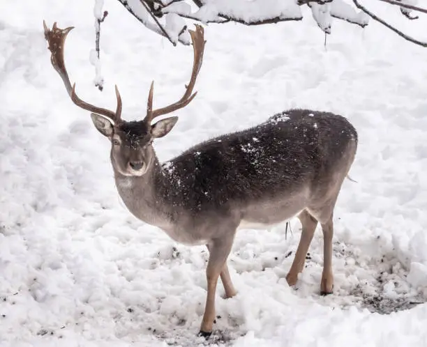 Photo of Fallow deers (Dama dama) trying to feed on grass below the thick snow layers in Lindenhof, Rapperswil-Jona, St. Gallen, Switzerland