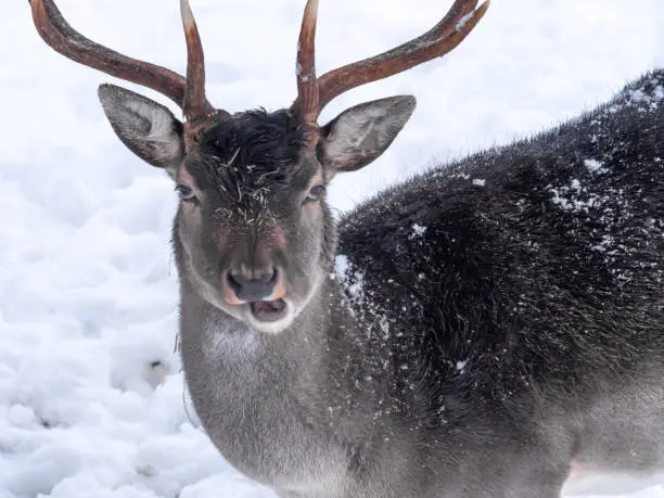 Photo of Fallow deers (Dama dama) trying to feed on grass below the thick snow layers in Lindenhof, Rapperswil-Jona, St. Gallen, Switzerland