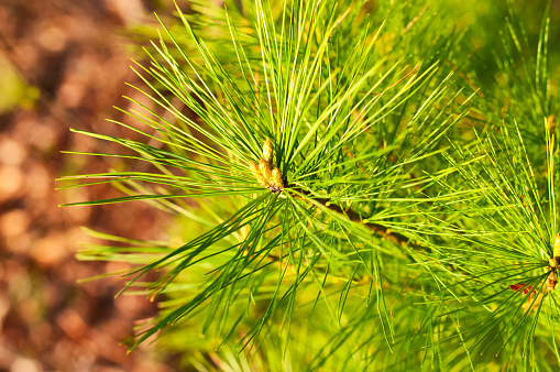 New growth on a pitch pine, pinus rigida, tree in early springtime at Burr Pond state park in torrington, connecticut in the late afternoon sun in new england.