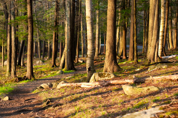 A Connecticut blue blazed trail leading through a pitch pine tree forest at Burr Pond State Park in Torrington, Connecticut as the sun sets in new england.