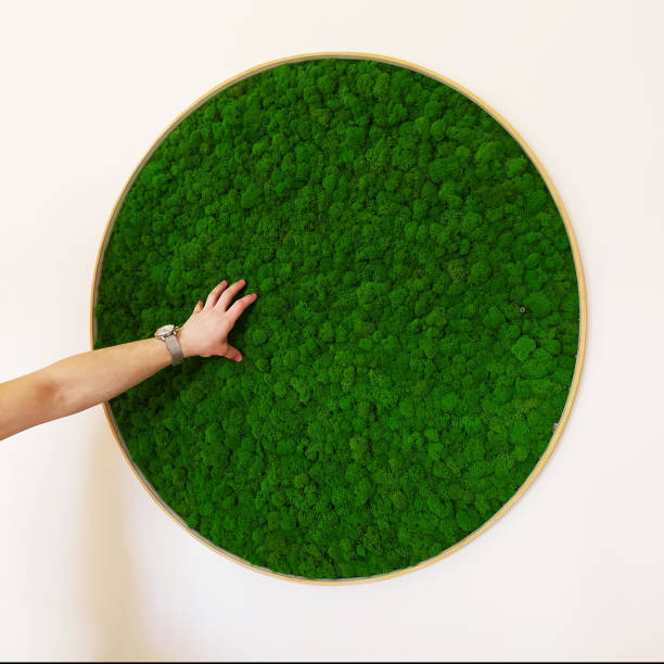 istock round picture of green decorative moss  on the wall 1299834540