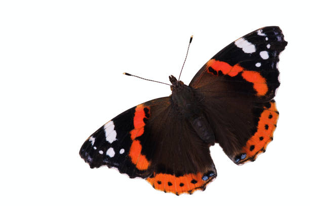 Red Admiral butterfly close-up. Isolated on a white background. Red Admiral butterfly. Insect on a white background. Isolated. Free space. View from above. vanessa atalanta stock pictures, royalty-free photos & images