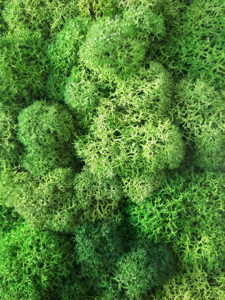 istock green preserved moss for decor in the office on the wall 1299834716