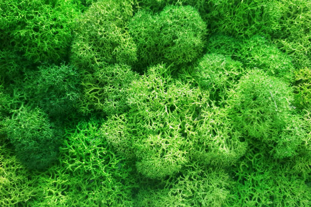 istock green preserved moss for decor in the office on the wall 1299834734