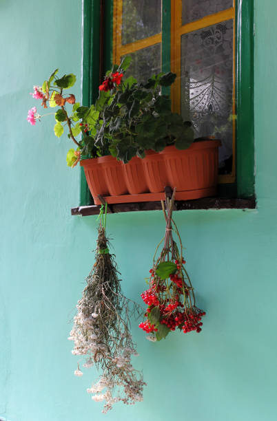 istock Hanging bunches of herbs 1299834824