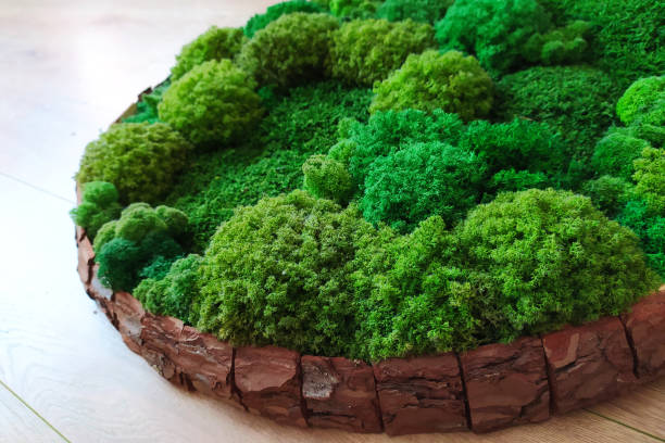 istock green decorative moss in a round picture on the wall 1299835566