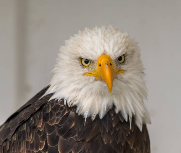 istock Closeup of a bald eagle 1299836350