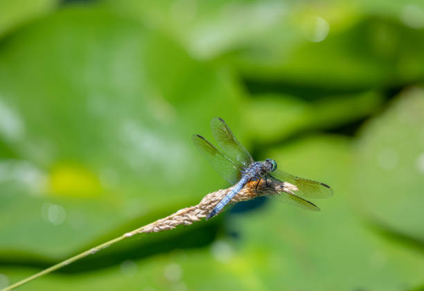 Dragonfly hanging on to a branch