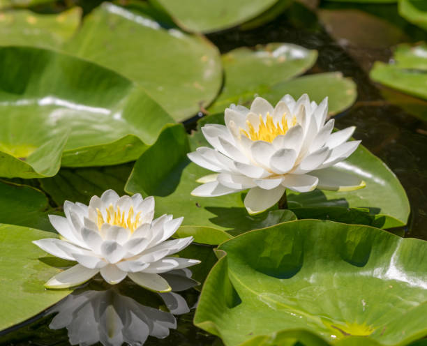 istock White flowers on the lily pads in the pond 1299836472