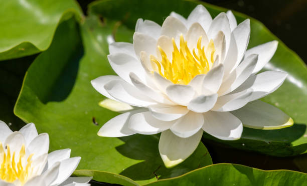 istock White flowers on the lily pads in the pond 1299837031
