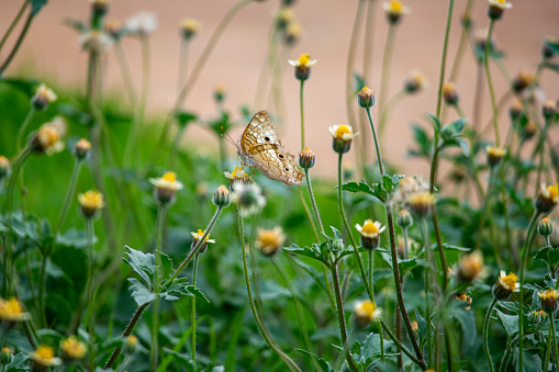 Photo of a butterfly on a flower bed