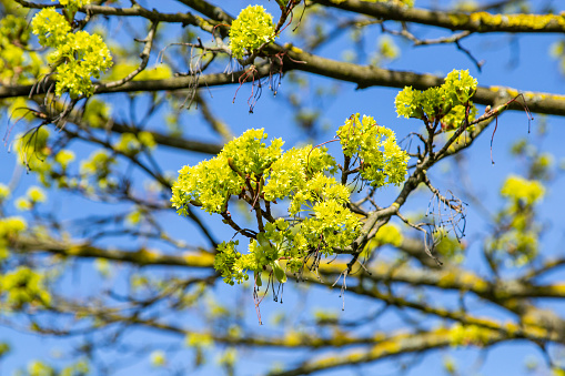 Norway maple in spring