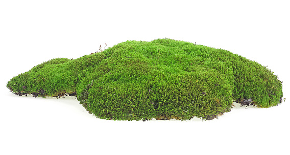 Green forest moss isolated on a white background. Green mossy hill isolated.