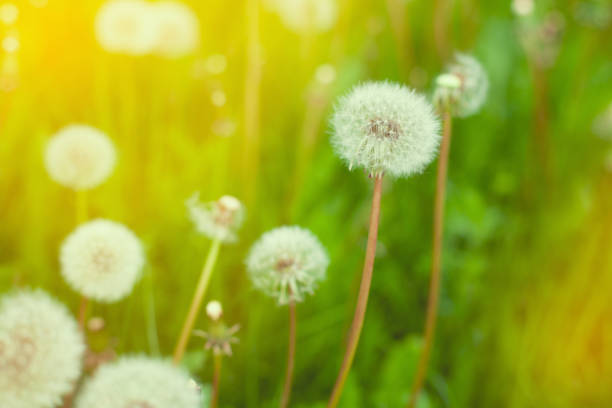 istock Summer green background. Spring flowers nature background. 1299839478