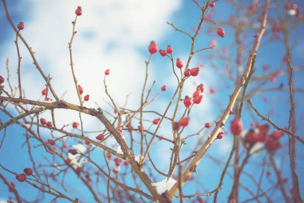 Fruits of rosehip