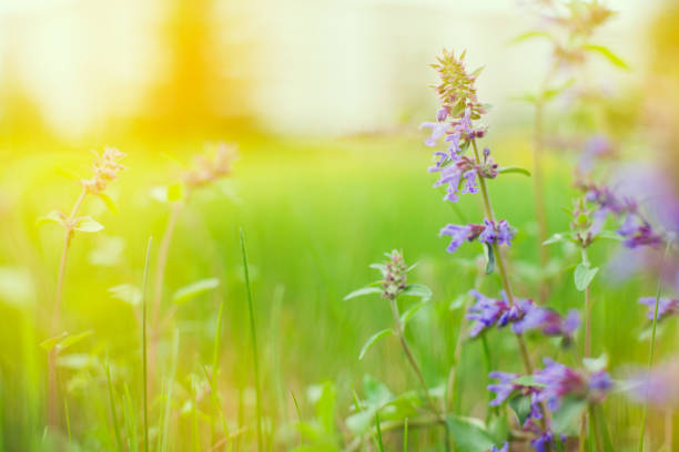 istock Summer green background. Spring flowers nature background. 1299839837