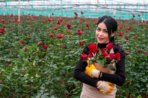 Young Beautiful Woman entrepreneur farmer. Woman entrepreneur produces flowers in the greenhouse.Woman farmer prepares red rose for Valentine's day romance