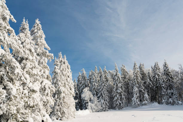 istock Spruce trees covered with snow against bright sky 1299840624