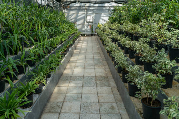 istock potted flowers greenhouse 1299840681