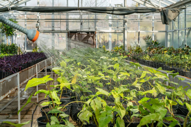istock potted flowers greenhouse 1299840719