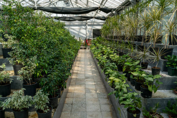 istock potted flowers greenhouse 1299840878