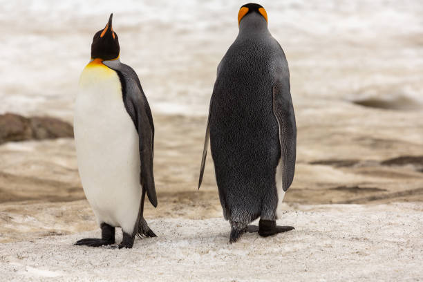 istock Are you talking to me? 1299842543