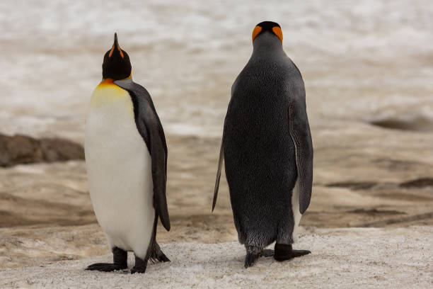 istock Are you talking to me? 1299842545