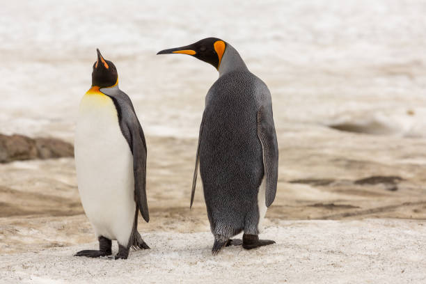 istock Are you talking to me? 1299842558
