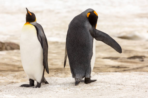 istock Are you talking to me? 1299842561