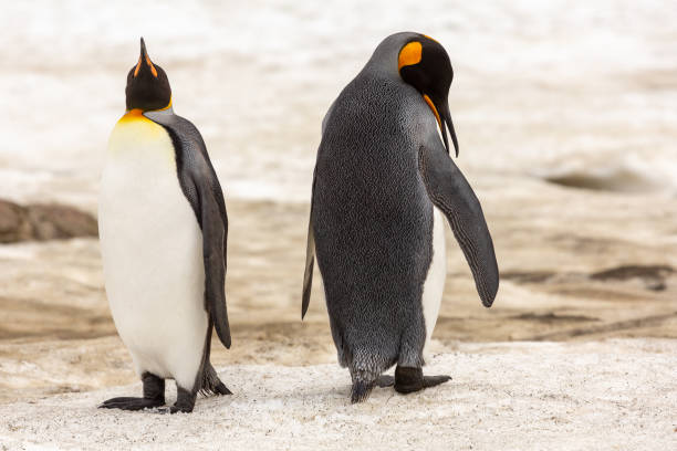 ¿me estás hablando a mí? - nobody beak animal head penguin fotografías e imágenes de stock