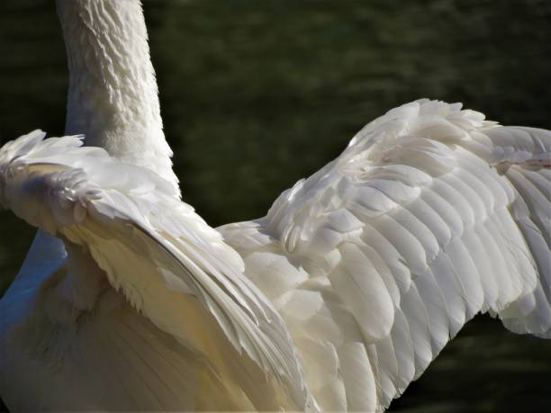 Angel wings, Natural plumage wings.\nWhite swan stretching his wings .