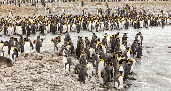 King Penguins cook down and clean themselves in the meltwater from the mountains in South Georgia. Some of the birds are moulting