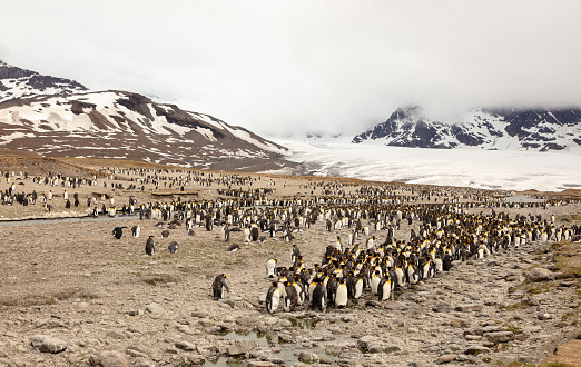 Large group of King Penguins (Aptenodytes patagonicus) and a few Magellanic Penguins (Spheniscus magellanicus) on a sandy beach at Volunteer Point in the Falkland Islands.