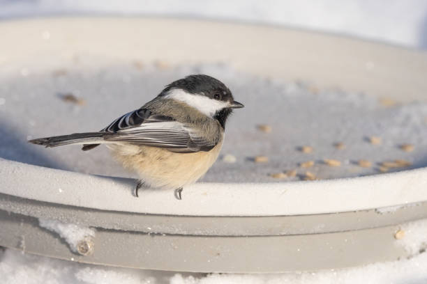 istock Black-capped Chickadee at the Feeder 1299846227