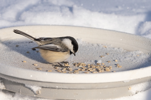 The black-capped chickadee is a small, nonmigratory, North American songbird that lives in deciduous and mixed forests. It is a passerine bird in the tit family, the Paridae. It is the state bird of Massachusetts and Maine in the United States, and the provincial bird of New Brunswick in Canada.