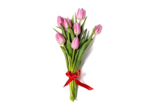 istock Pink tulips isolate on a white holiday banner 1299847833