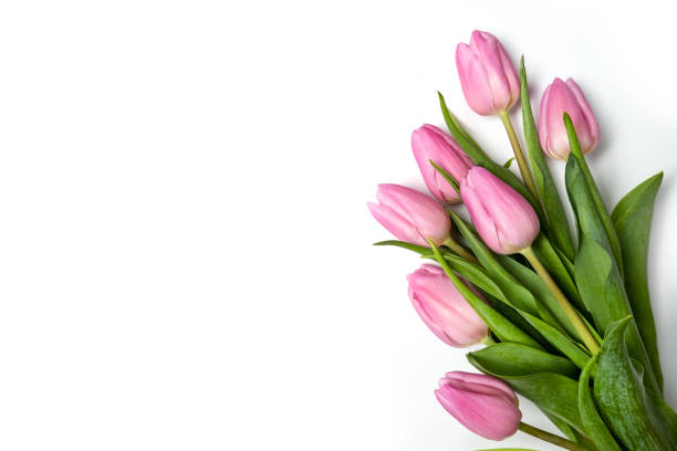 istock Pink tulips isolate on a white holiday banner 1299847861
