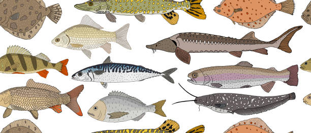 istock Seamless pattern of hand drawn river and sea fish. Turbot and pike and flounder and perch and crucian carp and sturgeon, carp and mackerel, Dorado, rainbow trout and catfish. Vector illustration 1299847936