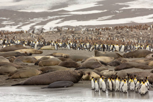 istock A packed and very busy beach in South Georgia 1299847983