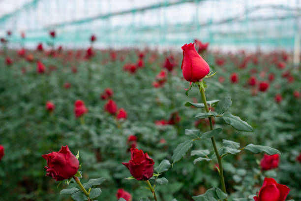 Closeup of a perfect red rose in the foreground of a bed of rose bushes in the greenhouse of a Dutch rose nursery.