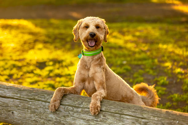 istock Goldendoodle Dog in Golden Hour Park 1299848171