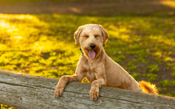 istock Goldendoodle Dog in Golden Hour Park 1299848178